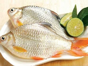 Cá là món ăn bổ dưỡng nhưng có 5 nhóm người nên nói "không" kẻo dễ nhập viện