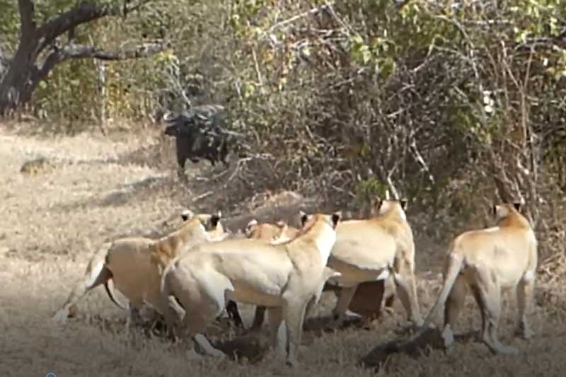 CLIP: Đàn trâu rừng bất lực nhìn sư tử giết chết nghé con