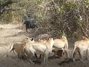 CLIP: Đàn trâu rừng bất lực nhìn sư tử giết chết nghé con