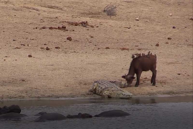 CLIP: Cá sấu khổng lồ bỏ chạy khi bị nghé con "cà khịa"