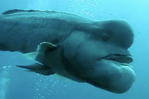 Phát hiện một loài cá xấu xí nhất trong lịch sử