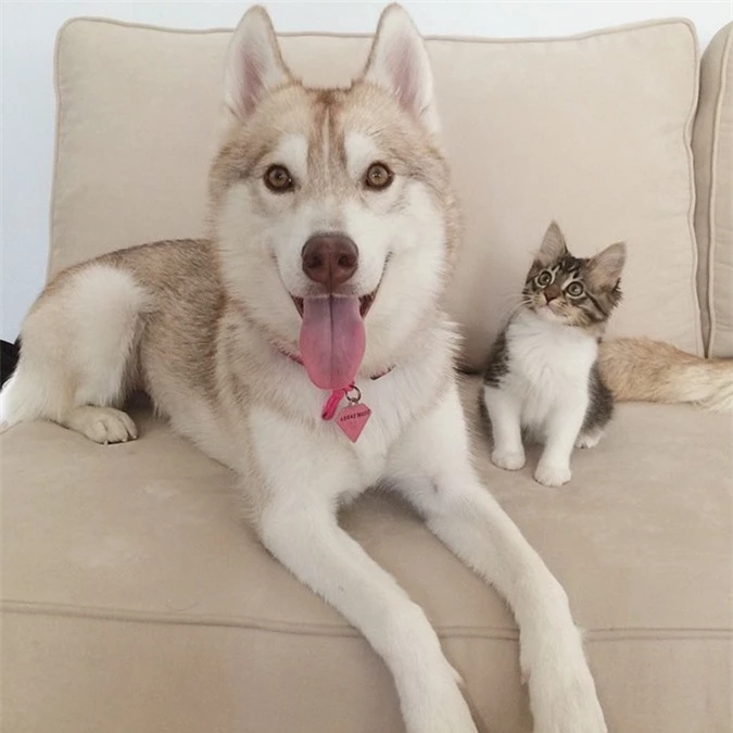Những hình ảnh 'cưng xỉu' về tình bạn đặc biệt giữa mèo và chó Husky