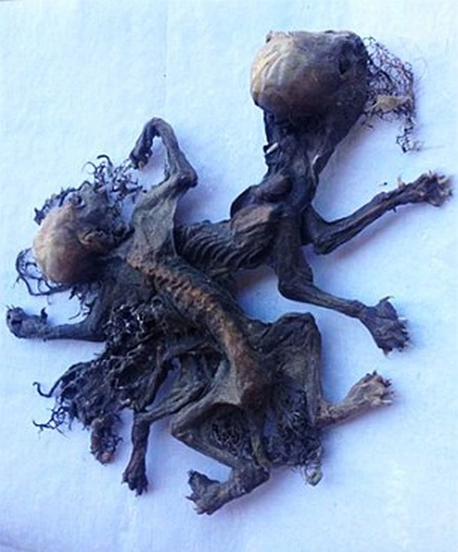 2 bộ xương kỳ quái được nông dân Chile phát hiện