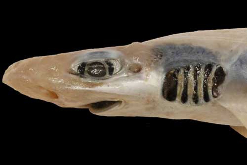 Lần đầu tiên khoa học tìm ra con cá mập "đáng thương" nhất lịch sử: Việc nó tồn tại được đến giờ phút này hoàn toàn là nhờ may mắn