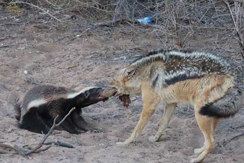 Chó rừng làm liều cướp mồi của lửng mật: Cái kết đắng