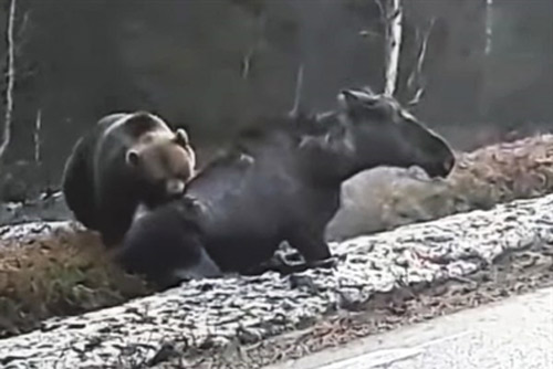 Nai sừng tấm bị thương, gấu nâu chớp thời cơ xẻ thịt