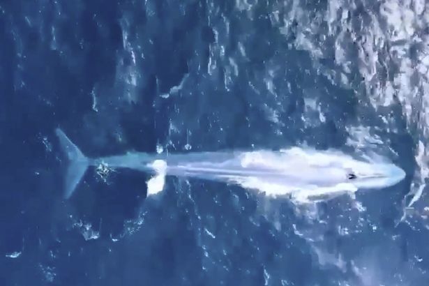 Lần hiếm hoi cá voi xanh xuất hiện trong 100 năm qua