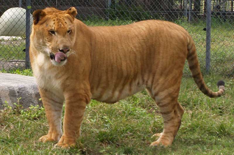 Top 8 động vật lai đẹp nhất đang tồn tại