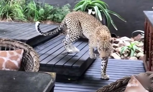 Thót tim khi chạm trán báo hoa mai tại khu nghỉ dưỡng ở Nam Phi