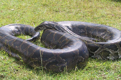 Bất ngờ về khả năng sinh sản đơn tính của trăn kìm