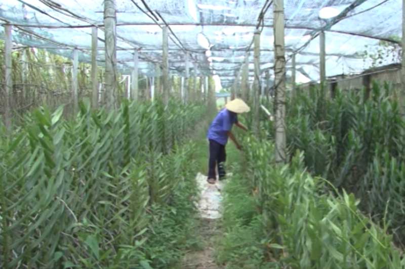 TP.HCM: Lão nông thành 'tỷ phú' nhờ trồng hoa kiểng Thái