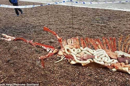 Phát hiện hài cốt còn nguyên nội tạng của quái vật hồ Loch Ness?