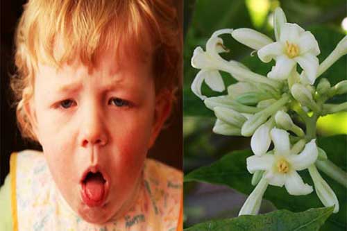 4 bài thuốc dân gian từ thảo dược giảm đau, ho do viêm họng