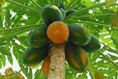 Đu đủ - vị thuốc tuyệt vời cho sức khỏe có nó bạn không cần thuốc tây