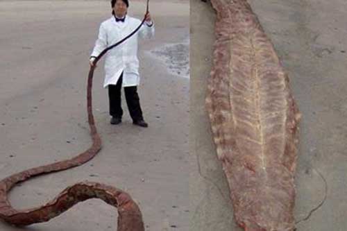Bí ẩn 'quái vật' khổng lồ trôi dạt vào bờ biển Nhật Bản