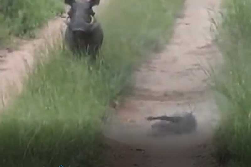 CLIP: Được mẹ giải cứu, lợn bướu vẫn phải bỏ mạng dưới nanh vuốt của báo hoa mai