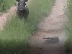 CLIP: Được mẹ giải cứu, lợn bướu vẫn phải bỏ mạng dưới nanh vuốt của báo hoa mai