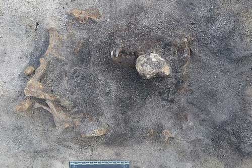 Bí ẩn hài cốt không phải con người nằm lẫn trong khu mộ cổ 8.400 năm