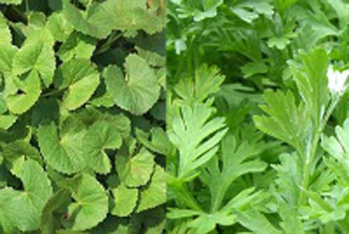 Độc tính từ rau má, ngải cứu vô cùng nguy hại mà ít ai biết