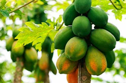 Bài thuốc dân gian giúp chữa sỏi thận bạn không được quên