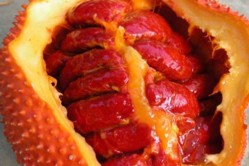 Bị những bệnh này đảm bảo chỉ cần dùng hạt gấc là khỏi