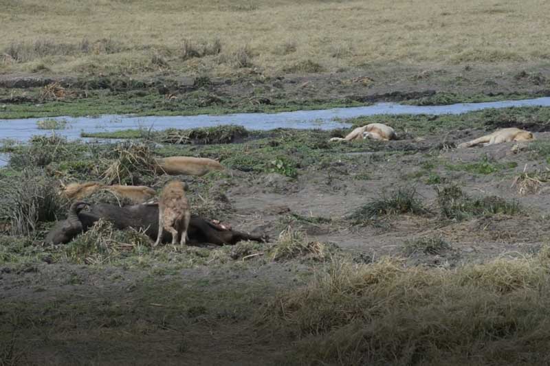 CLIP: Linh cẩu lén lút trộm mồi của 4 con sư tử