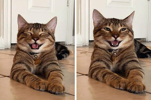 Loạt ảnh cực kỳ dễ thương của động vật mà sau khi xem xong thì bạn chỉ muốn ôm hết tất cả vào lòng và nựng