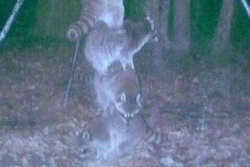 Ra mà xem động vật hoang dã cũng láu cá đây này