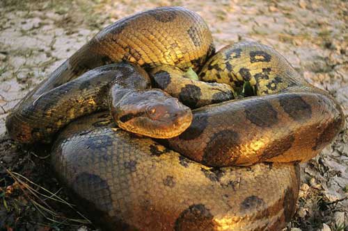 Bí ẩn 'quái vật rừng rậm' hung bạo nhất hành tinh