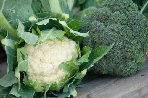 Những điều cần tránh khi ăn rau súp lơ
