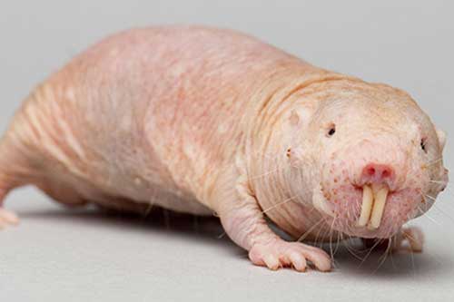 'Quái vật' sống không cần oxy khiến giới khoa học 'sửng sốt'