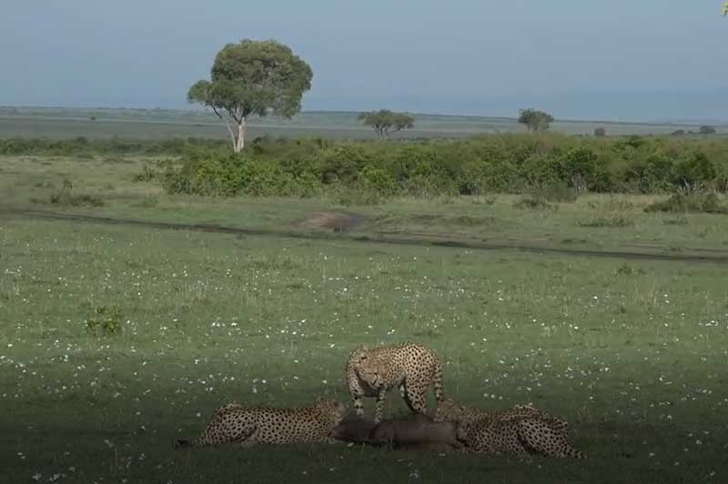 CLIP: Đàn báo săn đoạt mạng linh dương đầu bò 