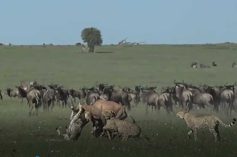 CLIP: Linh dương Topi chết thảm dưới nanh vuốt của 5 con báo săn