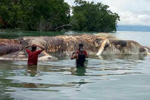 Bí ẩn xác 'thủy quái' khổng lồ trôi dạt vào bờ biển ở Indonesia