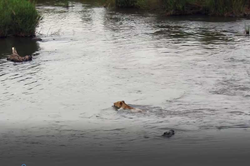 CLIP: Sư tử thoát chết ngoạn mục khi bị cá sấu tấn công