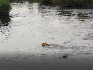 CLIP: Sư tử thoát chết ngoạn mục khi bị cá sấu tấn công