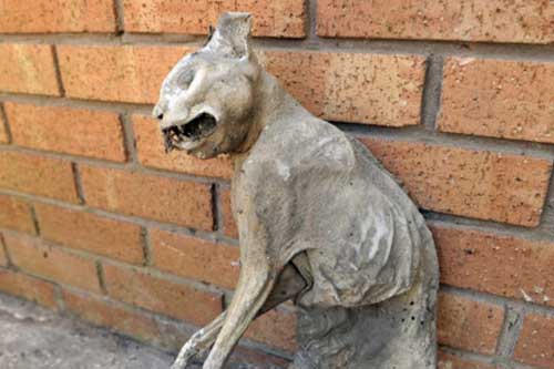 Bí ẩn xác mèo khô hơn 30 năm không phân huỷ trên mái nhà