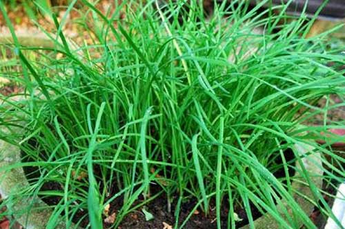 Bạn có biết lá hẹ chính là tiên dược cho sức khỏe, có cây này bạn cả năm không cần tới thuốc tây