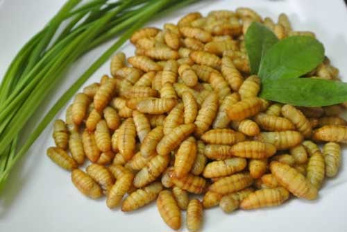 Khi ăn nhộng tằm bạn nhất định phải nhớ điều này