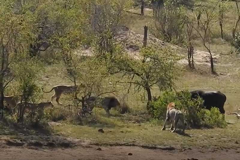 CLIP: Trên bờ gặp sư tử, xuống nước đụng cá sấu, trâu rừng vẫn thoát chết ngoạn mục