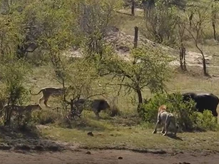 CLIP: Trên bờ gặp sư tử, xuống nước đụng cá sấu, trâu rừng vẫn thoát chết ngoạn mục