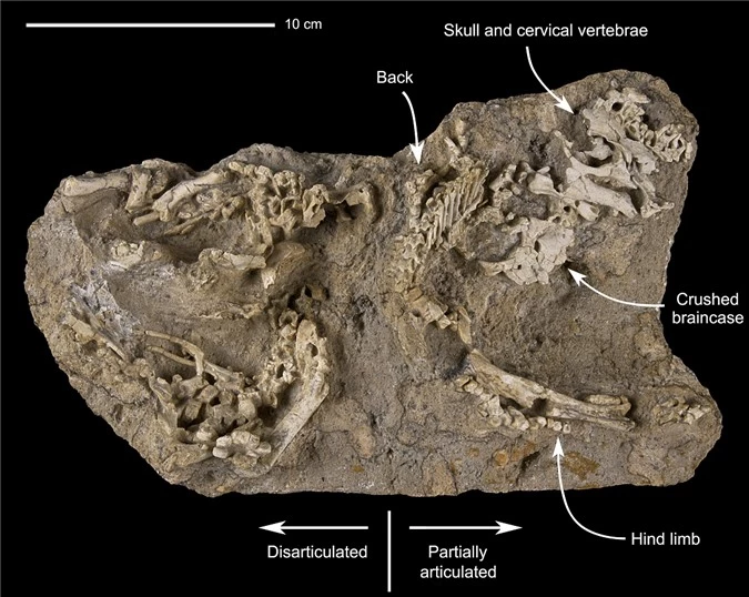 Tổ khủng long con của loài khủng long khổng lồ Saurolophus angustirostris. Ảnh Forbes