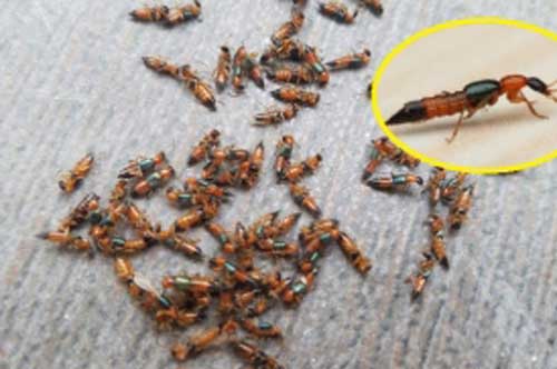 5 cách đuổi kiến ba khoang ra khỏi nhà an toàn, không cần dùng thuốc
