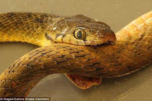 Bí ẩn lớn nhất của loài rắn 'ăn đuôi tự sát' đã có lời giải