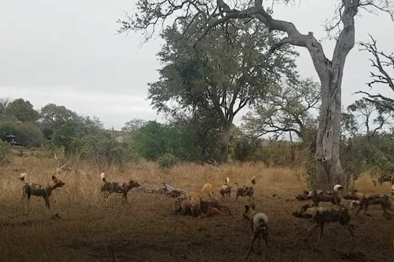 CLIP: Báo hoa mai, linh cẩu và chó hoang giành nhau linh dương Impala