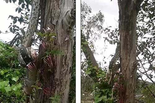 Rùng mình xem trăn khổng lồ vắt vẻo trên cây nuốt gọn thú lớn