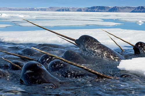 Bí ẩn gây sốc của 'thuỷ quái 1 sừng' lần đầu được tiết lộ