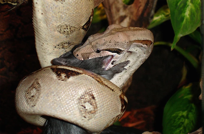 Loài trăn khổng lồ Boa constrictor có thể dài tới 4 mét và sống tới 30 năm. Ảnh News Discovery