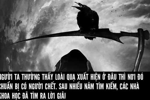 Giải mã bí ẩn quạ 'than khóc” và tạo thành một 'đám ma quạ'
