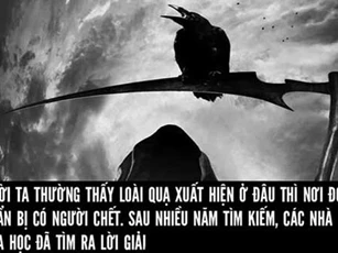 Giải mã bí ẩn quạ 'than khóc” và tạo thành một 'đám ma quạ'